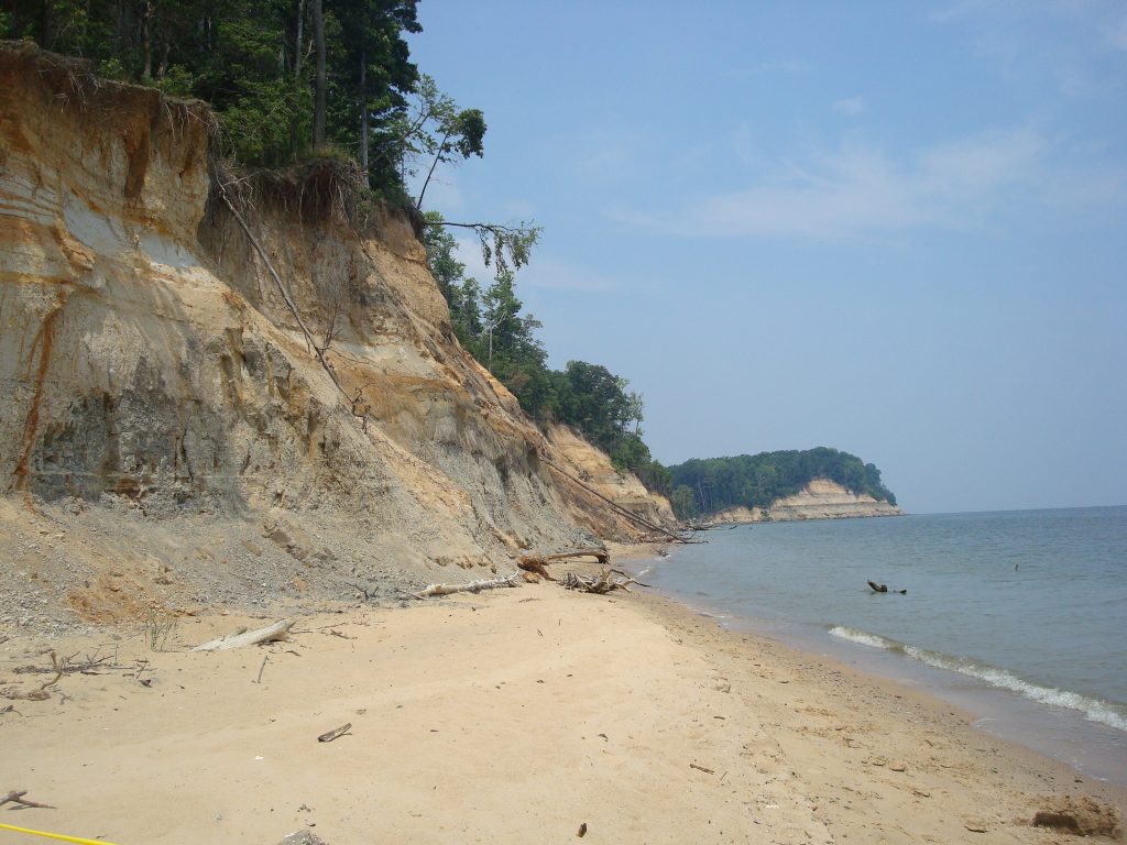 Event Fossil hunting at Calvert Cliffs! Find fossils