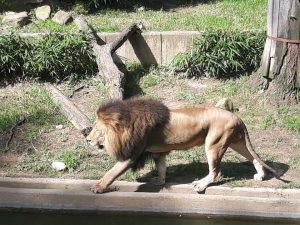 Lion at the National Zoo, Wild Cats